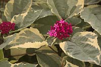 Clerodendrum bungei 'Pink Diamond' 