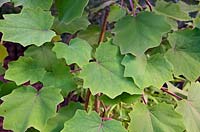Roldana petasitis foliage - Velvet Groundsel
