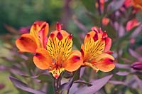 Alstroemeria 'Indian Summer' 'Tesronto' - Peruvian Lily 