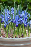 Iris 'Clairette' Reticulata - Iris 'Clairette'