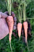 Person harvested Daucus carota 'St.Valery' carrots on an allotment.
