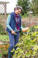 Woman harvesting Butternut Squash 'Hunter'.