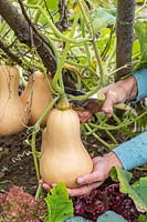 Woman harvesting Butternut Squash 'Hunter' 