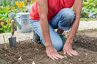 Woman using palms of her hands to firm ground around planted Garlic cloves