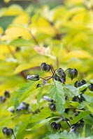 Nicandra physalodes - Shoo fly plant calyce 