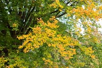 Zelkova carpinifolia - Caucasian Elm - tree changing colour 
