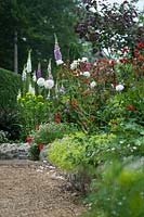 Raised border, plants include: Cercis canadensis 'Forest Pansy', Digitalis - Foxglove, Rosa - Rose, Euphorbia and Geum 'Mrs J Bradshaw', with Erigeron karvinskianus and Alchemilla mollis spilling over a low, flint, retaining wall