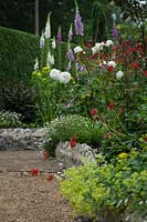 Raised border, plants include: Digitalis - Foxgloves, Rosa - Rose, Euphorbia and Geum 'Mrs J Bradshaw', with erigeron karvinskianus and Alchemilla mollis spilling over a low, flint, retaining wall 