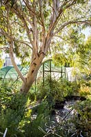 Eucalyptus dalrympleana -  The Nursery, Pan Global Plants, UK. July.