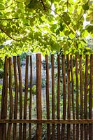 Garden boundary fence with back lit magnolia. The Garden, Pan Global Plants, Frampton on Severn, Gloucestershire, UK. 