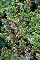 Cylindrocladium buxicola syn. Calonectria pseudonaviculata - Box blight on Buxus sempervirens 'Aurea marginata'.