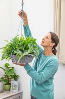 Woman hanging newly planted fern basket in room. 