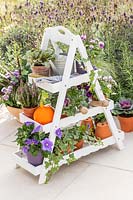 White tiered display ladder with mixed autumnal bedding and tools including Viola, Erica, Ajuga and Brassica. 