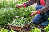 Woman collecting Rosemary clippings into wooden trug