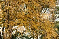 Betula pendula - Silver birch