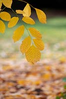 Cladrastis kentukea - Kentucky Yellowwood - American Yellow Wood - tree, leaf detail 