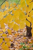 Cladrastis kentukea - Kentucky yellow wood