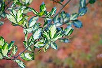 Ilex aquifolium 'Maderensis Variegata' 