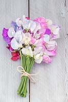 Lathyrus odoratus - A bunch of Sweetpeas. 