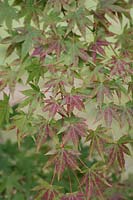 Acer palmatum 'Collingwood Ingram' - Japanese Maple 
