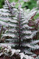 Athyrium niponicum 'Red Beauty' - Painted Lady Fern 'Red Beauty' 