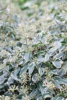 Hoverfly on Hedera helix 'Marginata' - English Ivy - in flower