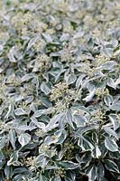 Hedera helix 'Marginata' flowers. English Ivy 'Marginata' 