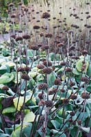 Phlomis russeliana - Turkish Sage seedheads
