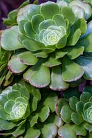 Aeonium arboreum Magnificum, tree houseleek. A large form of drought-tolerant succulent plant.