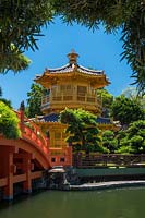 The gold-painted octagonal Pavilion of Absolute Perfection with its red Zi-Wu bridge sitting in the Lotus Pond. Podocarpus macrophyllus - Buddhist Pine in the foreground