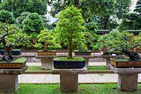 A collection of bonsai trees on stone stands outside The Rockery after rain. 