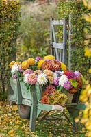 Mixed Chrysanthemums displayed in a wooden wheelbarrow