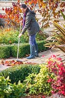 Woman sweeping up fallen foliage of Cercis 'Forest Pansy' on paving