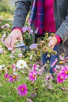 Woman deadheading Cosmos in early Autumn to ensure continued flowering