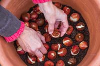 Woman carefully placing the bulbs tightly packed and the right way up