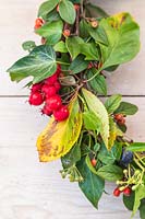 Detail of finished Autumnal wreath with Prunus domestica subsp. insititia var. nigra - Bullace, Hedera helix - Ivy, Crataegus persimilis 'Prunifolia Splendens' - Hawthorn, Cotoneaster franchetii