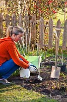 Planting a fruit tree - Diospyros kaki, the Oriental persimmon. Adding compost layer at the top.