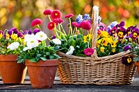 Floral arrangement in basket with Bellis, Viola - Pansy and Muscari - Grape Hyacinth, small pots of bedding nearby