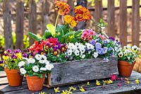 Floral arrangement in a box with Primula and Viola - Pansy, with small pots of Bellis and pansies nearby