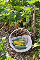 Harvested Courgette 'Atena Polka F1' and 'Striato D'Italia' in a basket by growing plants in a raised bed 