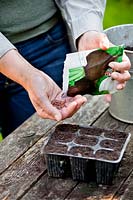 Sowing winter black radish.