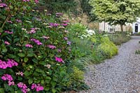 View of the gravel garden and driveway in front of the house. Plants include Hydrangea macrophylla 'Zorro', Hydrangea arborescens 'Annabelle', Stipa gigantea, Stipa tenuissima and Acer platanoides 'Drummondii' - a variegated Norway maple 