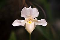 Paphiopedilum F.C. Puddle  - Orchid hybrid