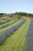 Looking up rows of Lavendula - Lavender - a to a seating platform amongst wildflowers, from the left: Lavandula 'Imperial Gem' syn. Lavender Imperial Gem, clipped Lavandula angustifolia 'Folgate' syn. Lavender Folgate and the Lavandin cultivar Lavandula x intermedia 'Grosso' syn. Lavandula 'Grosso', Lavandula angustifolia 'Grosso', Lavandula Grosso, Lavender Grosso.