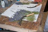 Workbench in Lavender Drying Shed with hand-picked Lavandin cultivar Lavandula x intermedia 'Grosso' 