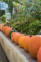 Pumpkin and squash harvest stored in greenhouse