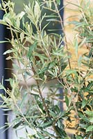 Olea - Olive tree