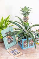 Cardboard box planter decorated with wrapping paper and planted with Ananas nanus - Pineapple on desk with other crafted items