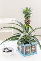 Pineapple planted in decorated cardboard box planter - mulched with black coloured grit