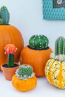 Pumpkins and squash planted with cacti on white sideboard